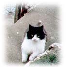 �̓��A�̔L